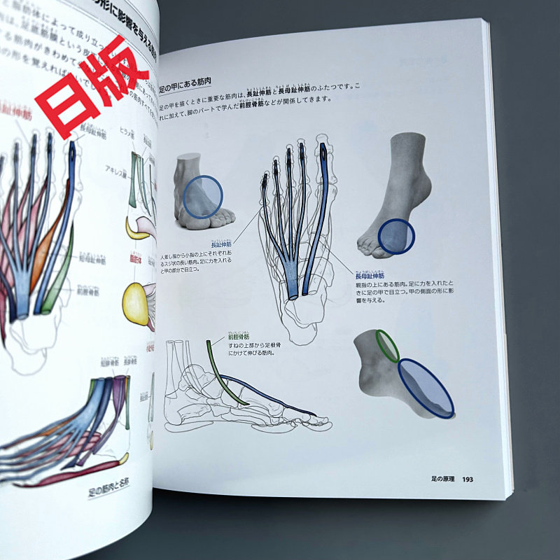 Noções básicas de desenho huma - Japanese Manga Drawing Tutorial Book avaliação e preço